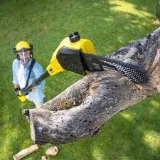 Best Tree and Shrub Care  in Rosemont, IL